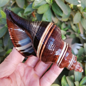 稀有天然海螺贝壳黑香螺鱼缸造景装饰收藏标本螺家居橱窗设计摆件