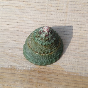 天然海螺贝壳绿塔螺 宝塔螺 水族鱼缸造景家居橱窗装饰 创意礼物