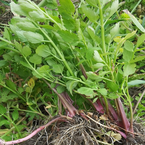 贵州野生水芹菜小叶芹菜野菜新鲜蔬菜现摘现发可种植500g包邮