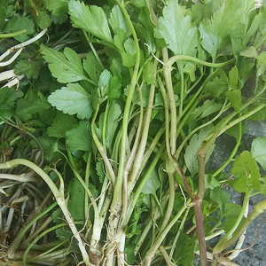 贵州新鲜水芹菜 野芹菜 小叶芹菜 小芹菜 蔬菜现摘现发500g包邮