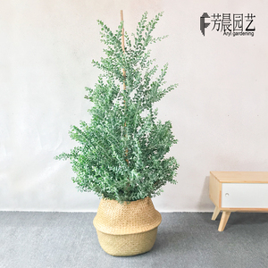 银叶金合欢盆栽