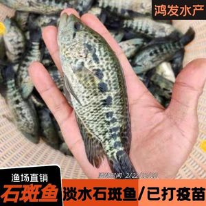 淡水石斑鱼苗珍珠花斑鱼苗老虎鱼苗淡水养殖野杂鱼清理专家水花鱼