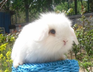 圣诞礼物家养垂耳兔宠物荷兰兔  垂耳兔宝宝 纯白蓝白眼兔子特价