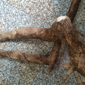 贵州野花椒根花椒树根狗屎椒新鲜现挖野花椒中药材山花椒根500克