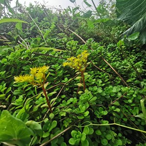 贵州野生新鲜凹叶景天石板菜九月寒狗芽板石雀还阳500克包邮