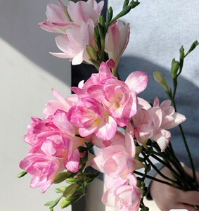 【重瓣香雪兰鲜花】重瓣香雪兰鲜花品牌,价格 - 阿里巴巴