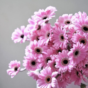 粉色mini小珍爱扶郎花鲜花弗朗鲜切花插花云南直发花卉婚礼顺丰