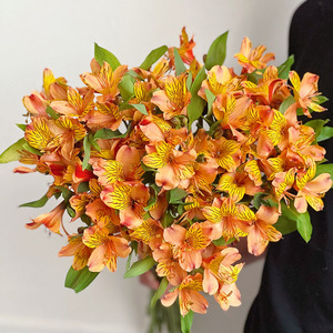 水仙百合六出花