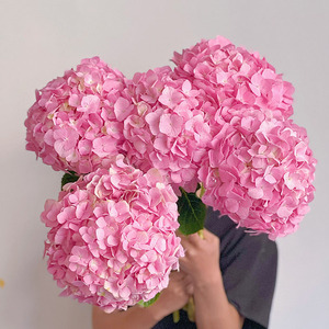 团圆美满浪漫饱满极简海粉色绣球云南斗南直发插花水养节日送花