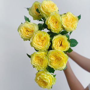 奥斯汀花型黄荔枝黄色玫瑰鲜花插花鲜花云南直发月光漫步礼品顺丰