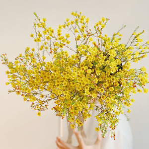 温暖的颜色进口澳梅黄色腊梅鲜花云南直发插花水养百搭花材送人