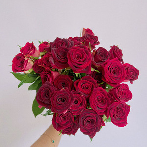 优雅高级复古色系丝绒质感紫罗兰多头玫瑰鲜花云南直发插花顺丰