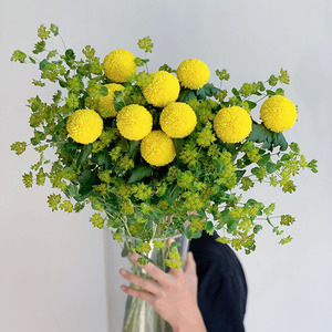 黄色乒乓菊鲜花叶上黄金鲜花组合鲜切花云南直发插花水养花期长