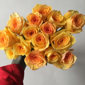 云南皇冠玫瑰鲜花黄色渐变色玫瑰鲜花全国速递包邮插花水养办公家