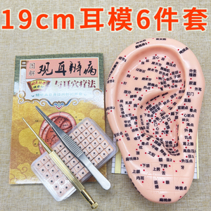 10cm 15cm 19cm大字体耳朵模型多穴位反射区耳穴耳贴耳穴贴探笔