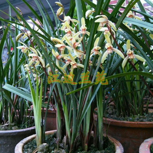 清香兰花苗建兰大青 四季兰姿态挺拔花卉易开花易发芽庭院