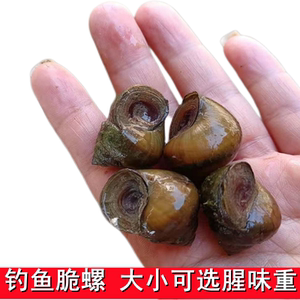 89山坑螺青狮淘宝开化青蛳大个野生清水山坑螺蛳衢州青丝舌尖美食
