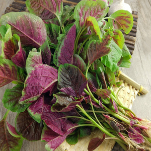 一点红苋菜种子圆叶苋菜花红苋菜种籽庭院阳台盆栽蔬菜种孑四季播