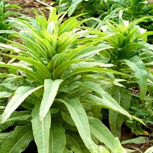 贡菜种子响菜山蛰菜干菜种籽苗蔬菜种孑大全庭院阳台盆栽菜四季种