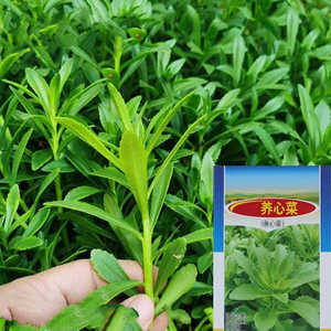 高钙菜养心菜种子救心菜养心菜种孑苗费菜野菜种四季种植蔬菜种籽