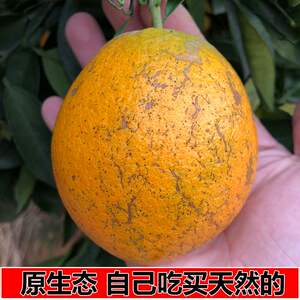 江西赣南脐橙10斤装丑橙赣州新鲜榨汁水果20斤当季花皮甜橙子包邮