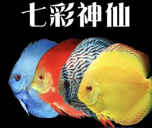 七彩神仙鱼红松石
