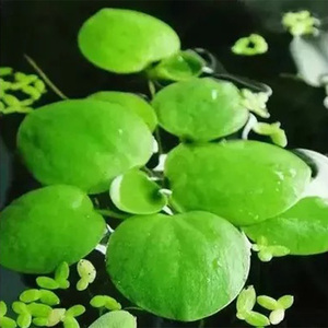 圆心萍 豹纹萍 浮萍水生植物 水培植物 满39元包邮 水培净化水质