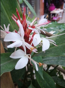 wangzihan32淘宝野生姜花苗野姜花苗白姜花盆栽块根花苗花卉绿植