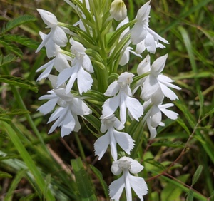 奇花异草 白花鹅毛玉凤花 桂西品种 植物阳台 庭院绿化绿植盆栽