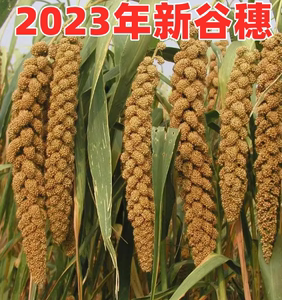 玄凤牡丹鹦鹉零食黄谷穗仓鼠粮穗玩具训练2023新谷穗鸟粮鸟食