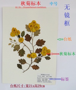 秋菊花腊蜡叶植物标本中草药植物标本教学标本真干押花 中台纸