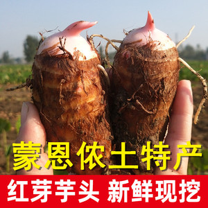 江西上饶广丰新鲜现挖魔芋蔬菜芋艿红牙芋正宗小芋头粉糯5斤包邮