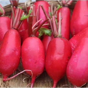 10斤大红白萝卜霜打红萝卜新鲜农家自种红皮白心霜冻萝卜湖北蔬菜
