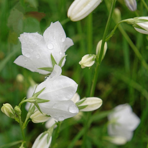 花木兰的花园 桃叶风铃草 春季开花线性植物盆栽小庭院