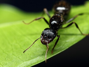 大自然蚂蚁 2021强壮收获蚁齿收获蚁收获蚁 宠物蚂蚁 爬虫