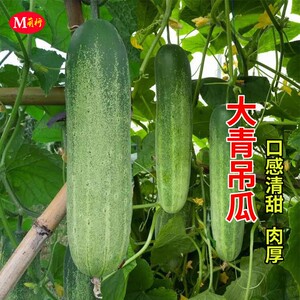 花青大吊瓜种子春夏季大青瓜耐热旱黄瓜种籽阳台盆栽四季蔬菜种孑