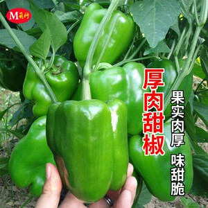 厚肉甜椒苗种子青菜椒辣椒苗种籽果肉厚甜脆高产春秋四季蔬菜种孑