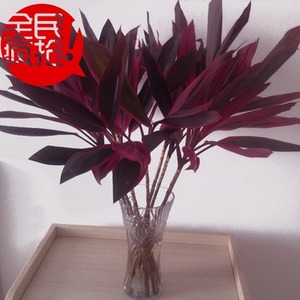 新品水培植物朱蕉紫叶观音竹富贵竹净化空气绿植红叶包邮