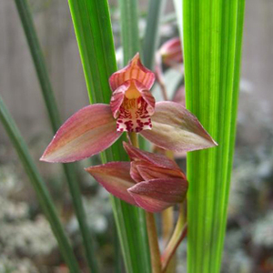 一物一拍蜀道兰香四川自然栽培 春剑兰花苗汉朱砂1苗1新