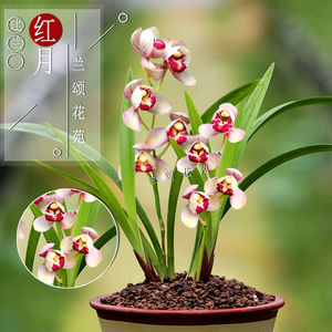 兰颂花苑兰花四季建兰红月兰花苗盆栽植物室内花卉名贵浓香型矮种