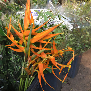 fafar 鲜花 黄丽鸟蕉 黄鸟蕉 小天堂鸟 黄金鸟 热带风情 高贵优雅