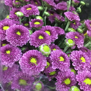 fafar鲜切花 法国小菊 紫色 圆滚滚雏菊 多花菊 广州 鲜花速递