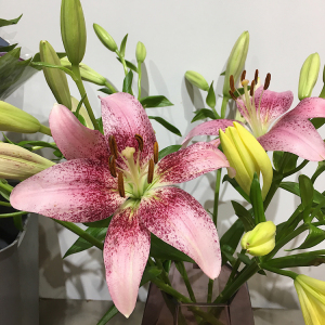 fafar鲜花 荷兰 眼线百合 雀斑百合 多头 温柔清新 花艺 祝福礼物