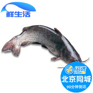 1.8-2斤1条 北京闪送 鲜活江团鱼鮰鱼习鱼养殖回鱼水产淡水清江鱼