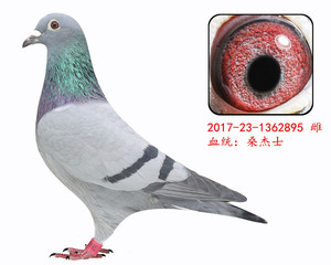 黑金刚*黑桑杰士黑鸽子代预定 信鸽 赛鸽 种鸽 血统鸽成绩鸽 幼鸽