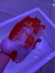 红元宝鹦鹉鱼白化图片