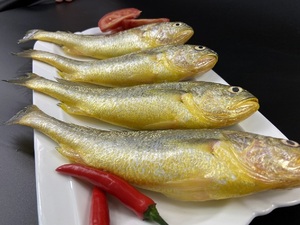 【三都澳直发】4条共4斤-4.5斤新鲜大黄花鱼大黄鱼新鲜黄花鱼黄鱼
