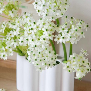 意朵鲜花天鹅绒伯利恒之星鲜切花材室内瓶插花水养花期长昆明直发