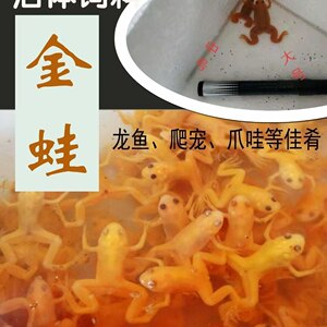 金蛙活体 小金蛙 金蛙 小金蛙活体 龙鱼饲料 饲料青蛙 金蟾蛙活体