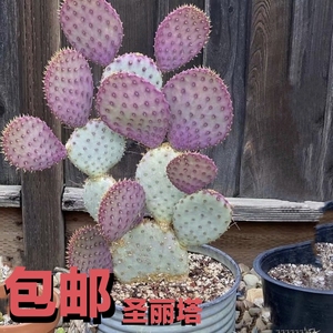 正版稀有品种圣丽塔仙人掌团扇除甲醛吸辐射庭院阳台客厅盆栽植物